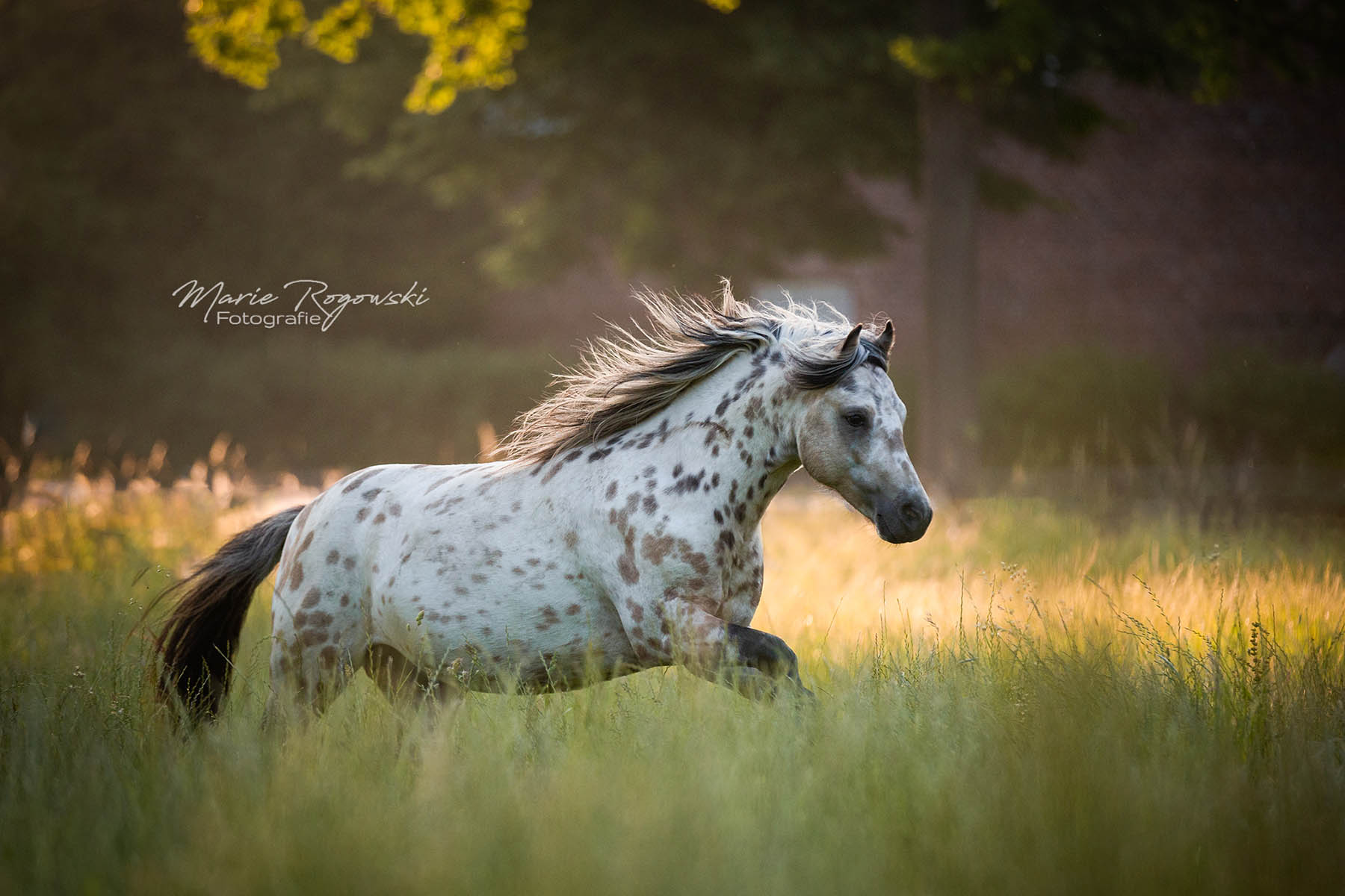 Mini Appaloosa Stallion - Lendorfs Power Point